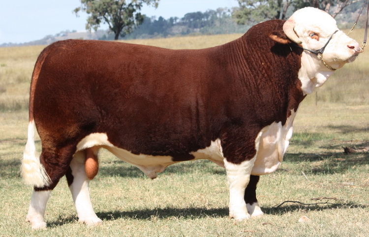 Герефорд - мясная порода коров.