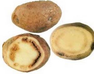 Кольцевая гниль картофеля.Фото.