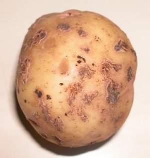 Картофель, поражённый паршой обыкновенной.