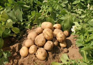 Хороший урожай картофеля с одного куста.