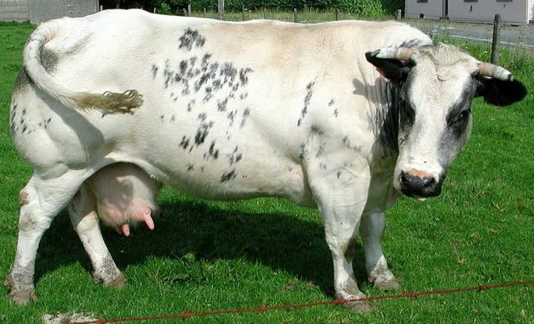 Корова бельгийской голубой мясной породы.