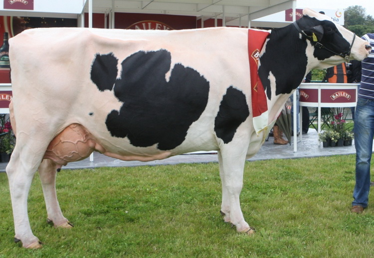 Голштинская молочная порода коров.