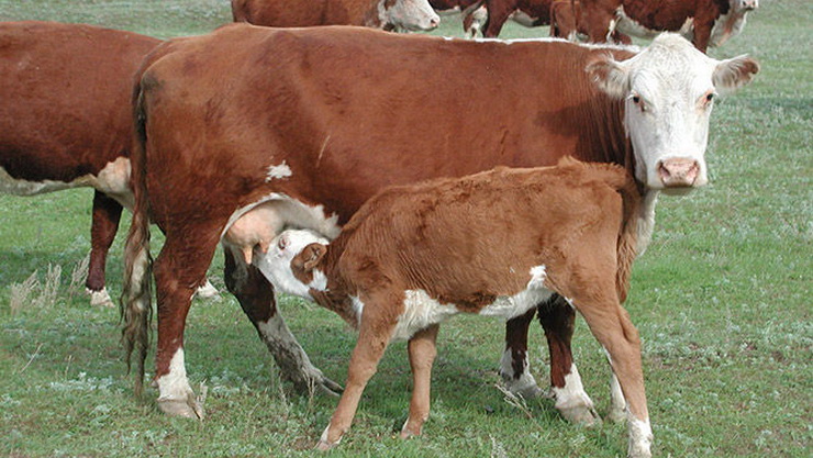 Казахская белоголовая корова с теленком. Фото.