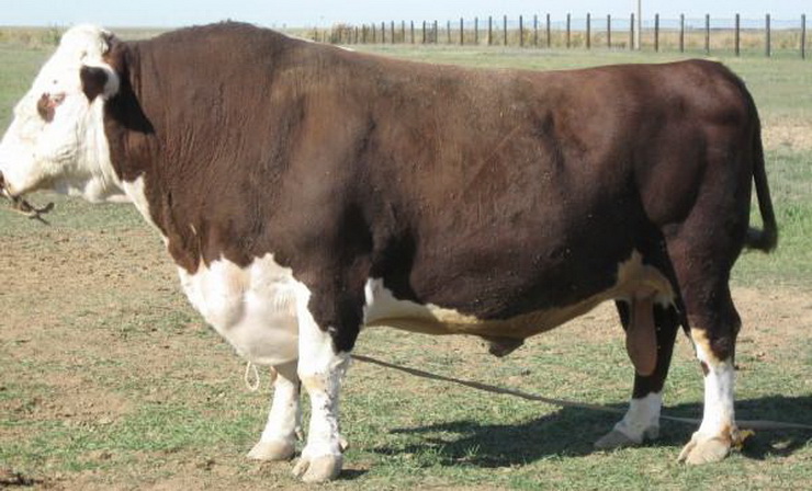 Фото казахской белоголовой породы коров.