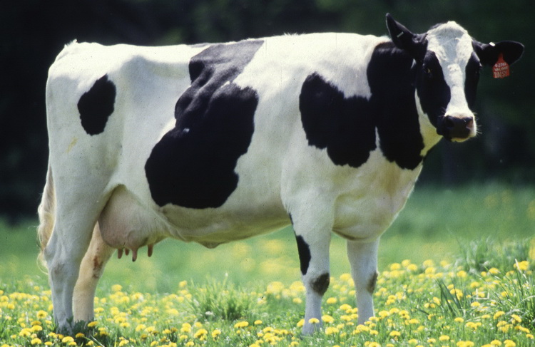 Экстерьер молочного скота
