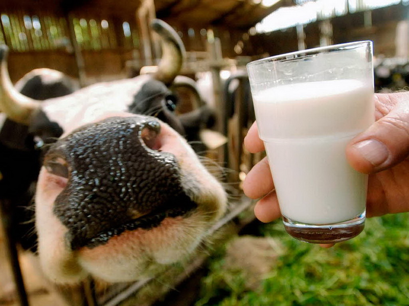 Молочная ферма.