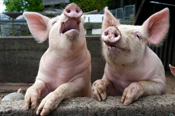 Бизнес план свинофермы на 100-150 голов свиней.
