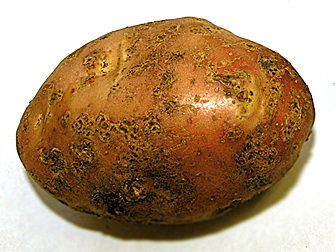 Картофельная парша обыкновенная, фото.