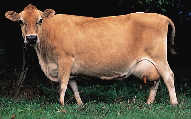 Джерсейская порода молочных коров.