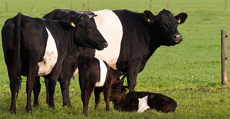 Голландская молочная порода коров.