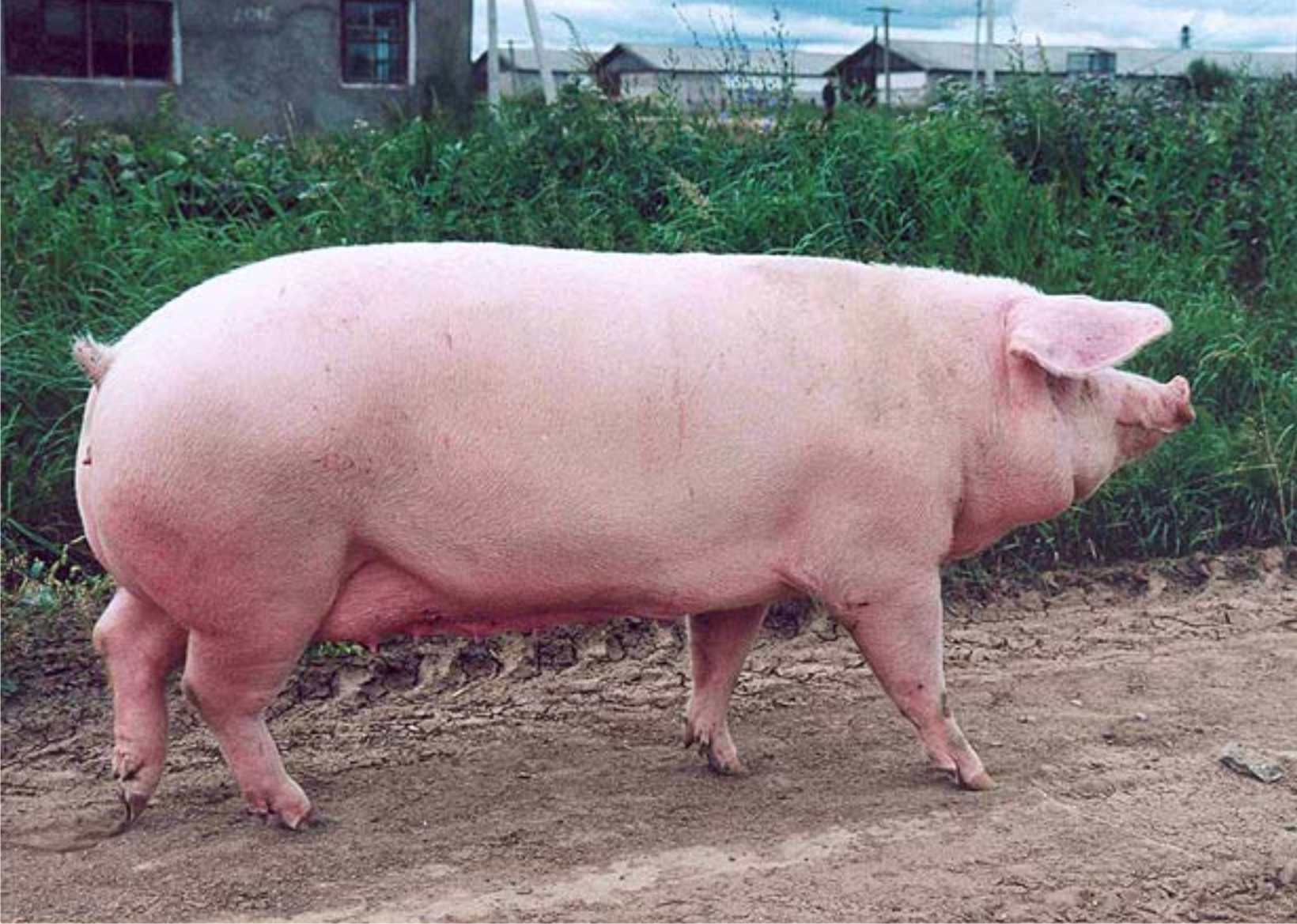 Порода свиней 