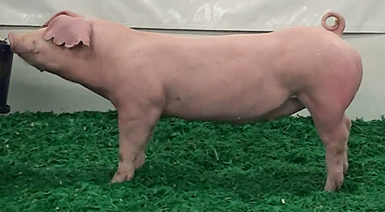 Порода свиней Ландрас.