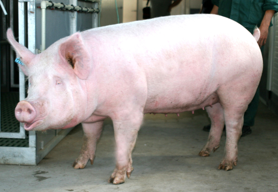 Порода свиней Латвийская белая.