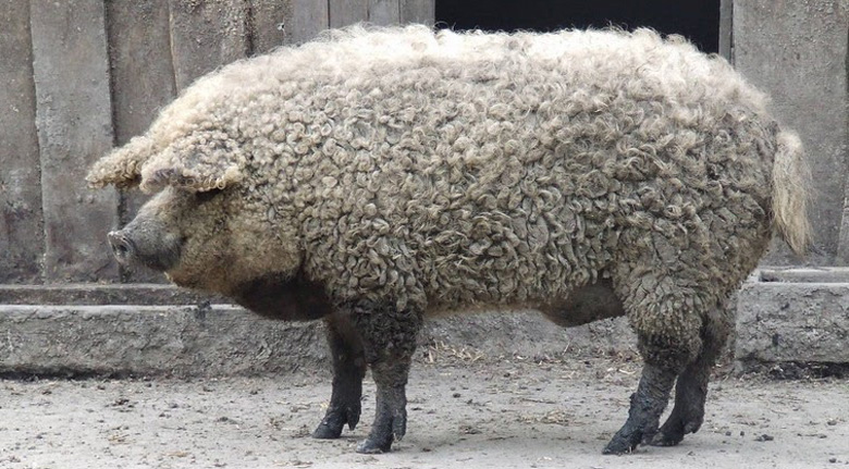 Венгерская пуховая мангалица порода свиней, фото.