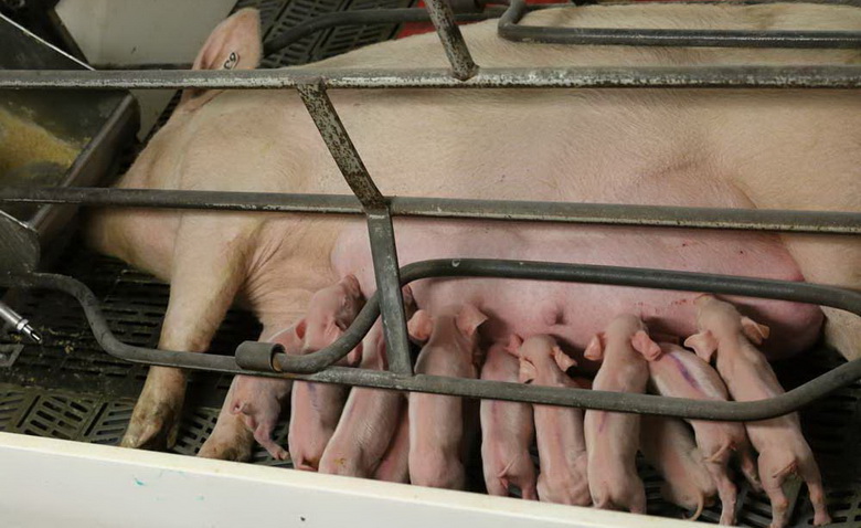 Клетка-станок для опороса свиней.