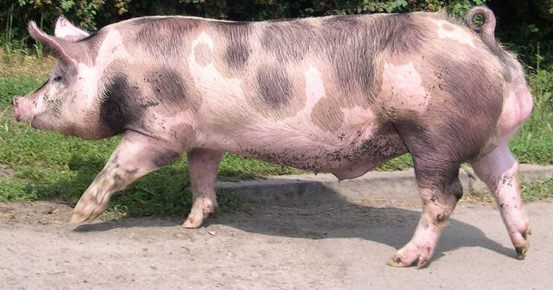 Порода свиней Пьетрен фото.