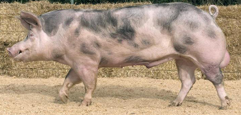 Фото свиней породы Пьетрен.