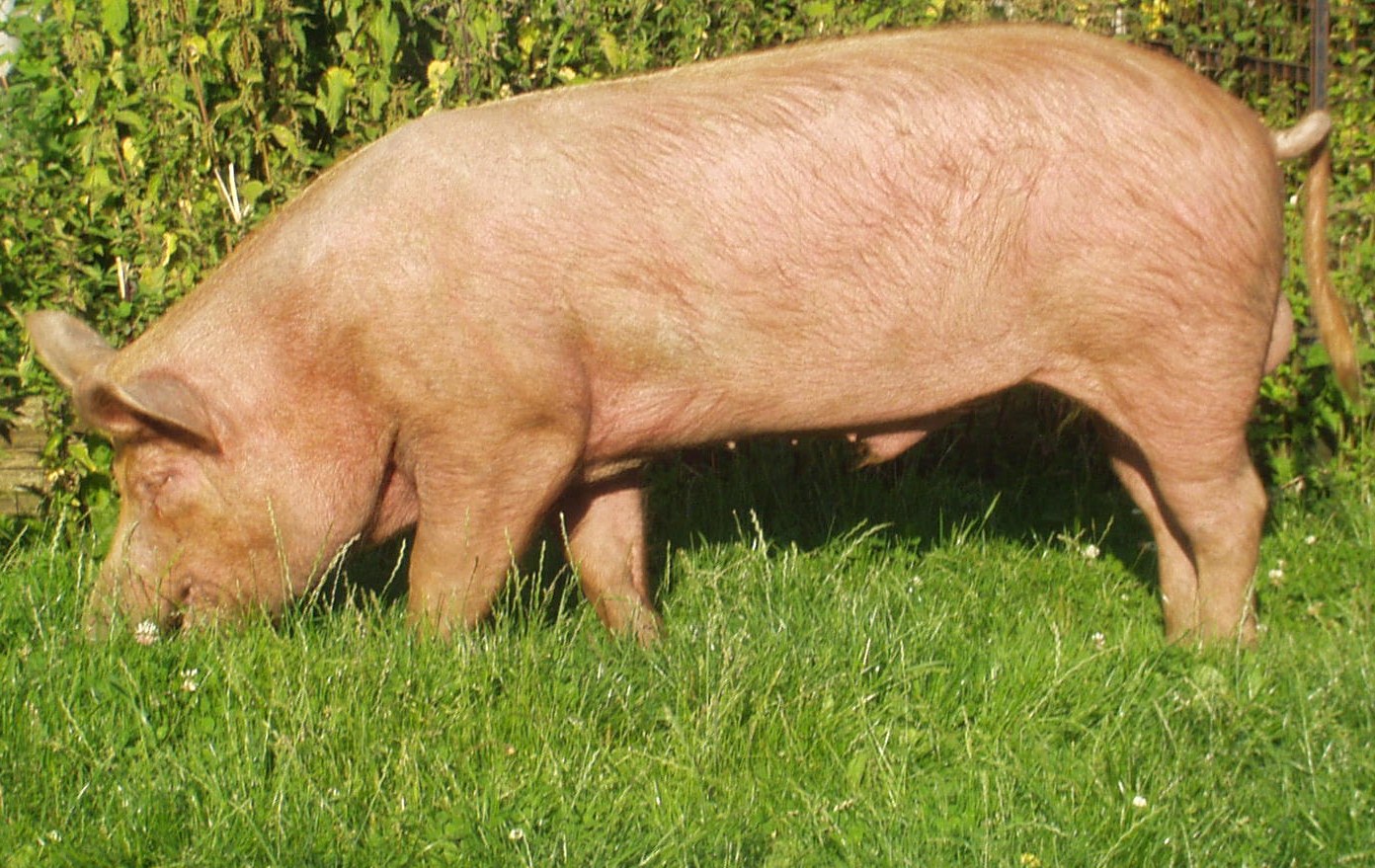 Порода свиней Темворс.