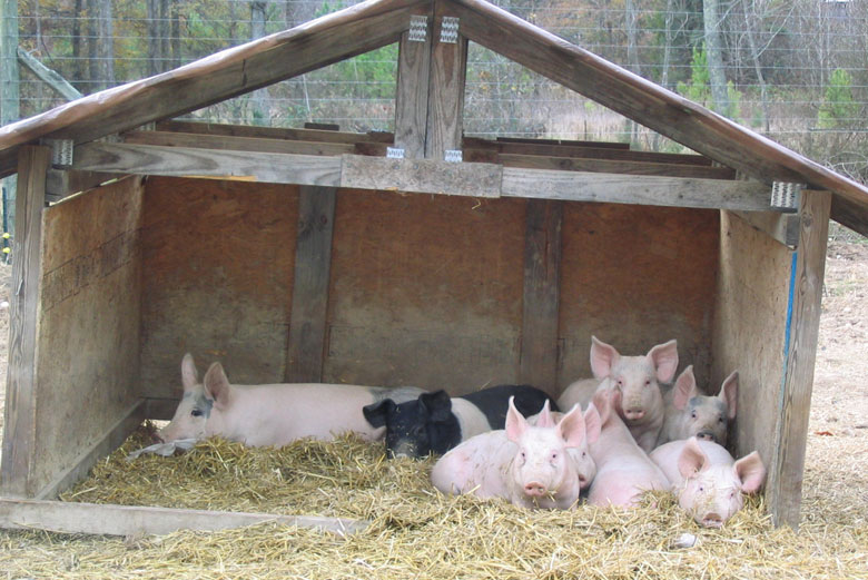 Содержание и выращивание свиней в домашних условиях.