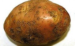Картофельная парша обыкновенная, фото.