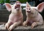 Бизнес план свинофермы на 100-150 голов свиней.